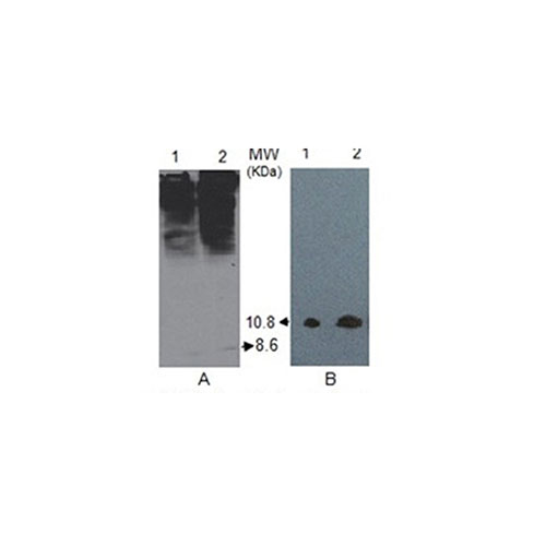 Anti-Ubiquitin Antibody